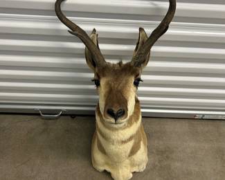 Lot #134 Pronghorn Antelope Shoulder Mount Taxidermy Western Trophy Buck Colorado Hunt