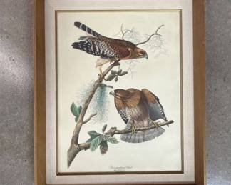 Lot #250 Audubon Red-Shouldered Hawk Lithograph Print Framed Falco Lineatus Bird Art