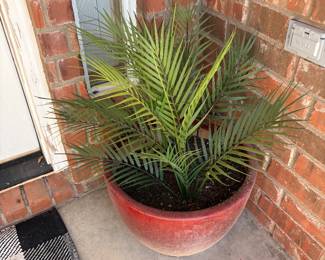 Outdoor plant and pot