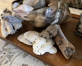 Sea shell collection
