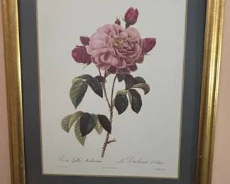 Rosa Gallica Aurelianensis La Duchesse dOrlans Lithograph by PierreJoseph Redout