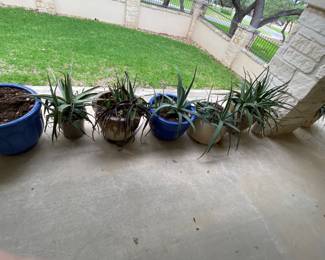 Aloe Vera Plants
