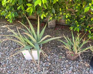 Potted plants