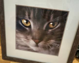 Original Cat Photograph