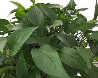 Epipremnum aureum Jade Pothos