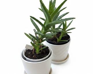 Aloe Vera Plant in Ceramic Pot B