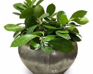 Large Metal Planter with Green Foliage