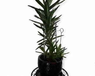 Aloe Vera Plant in Ceramic Pot