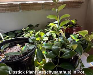 Lipstick Plant Aeschynanthus in Pot