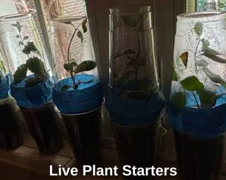 Live Plant Starters