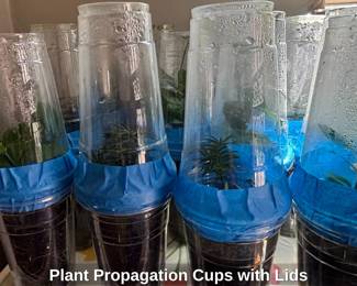 Plant Propagation Cups with Lids