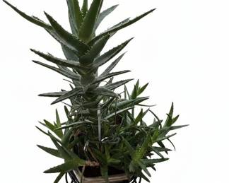 Aloe Vera Plant with Succulent