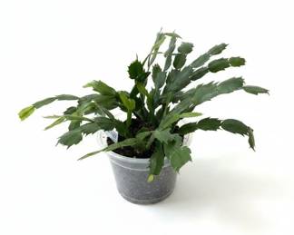 Christmas Cactus Schlumbergera bridgesii