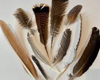 Feather Collection