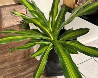 Live plants 