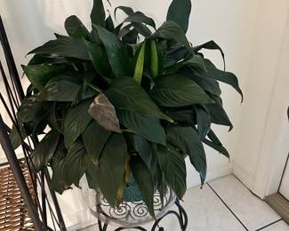 Live plants 