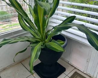 Live plant 