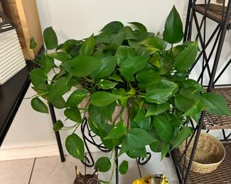 Live plants 