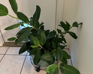 Live plants 
