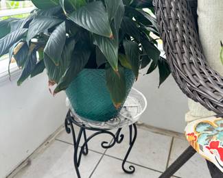 Live plant 
