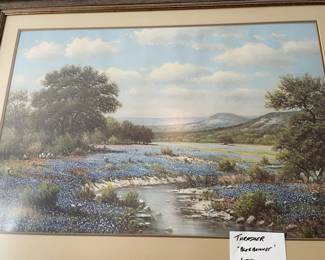 'Thrasher' Blue Bonnets