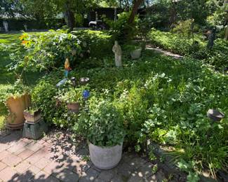 An Entire Back Yard to Be Discovered
