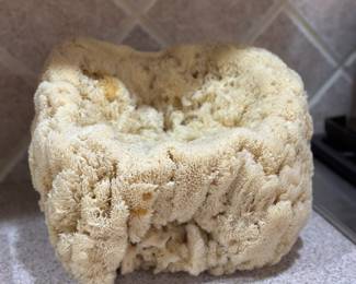Large natural sea sponge specimen  9" H x 10" W