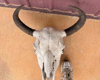 Bison skull.