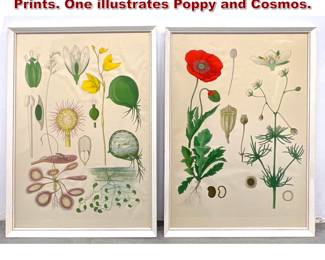 Lot 2032 2pc Offset Lithograph Botanical Prints. One illustrates Poppy and Cosmos.