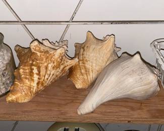 Seashell Collection