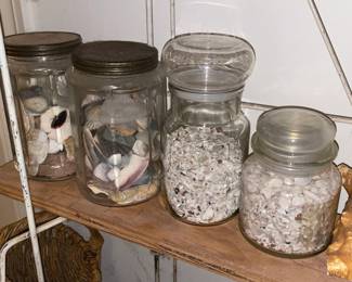 Seashell Collection