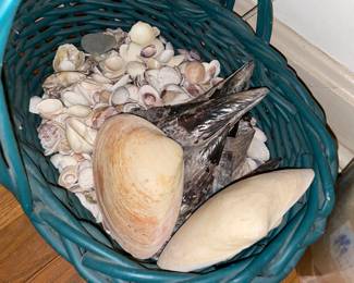 Seashell Collection