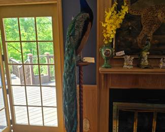 Taxidermy peacock