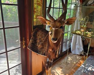 African antelope taxidermy 