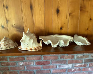 Lot 1: Group of Large Sea Shells w/Collosal Clam Shell!