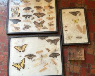 Preserved Butterflies Other Bugs Oddities Lot