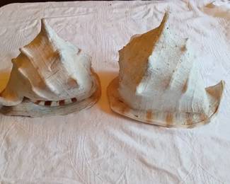 Large Decorative Conch Shells