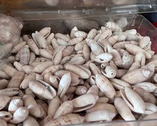 Seashells