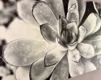 Black and White Echeveria Succulent Fine Art Print
