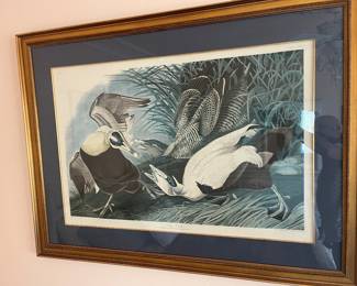 Audubon print 