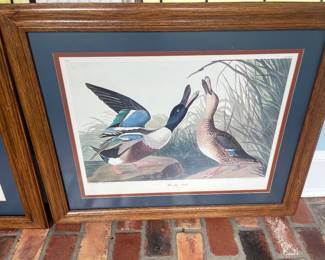 Audubon print 