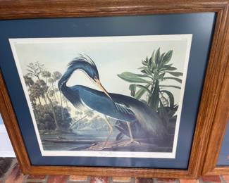 Audubon print 