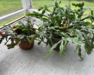 Christmas Cactus