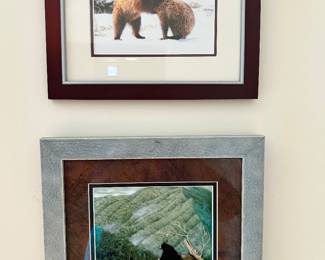 Bear Photograph in the Smokies by Artist Nancy Bush 
