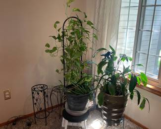Plants and Plant Stands