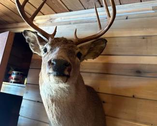 Deer