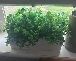 d Plants