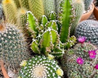 Many different cactus 