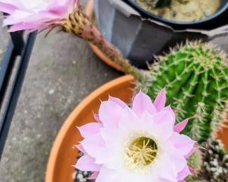 Beautiful blooms 
