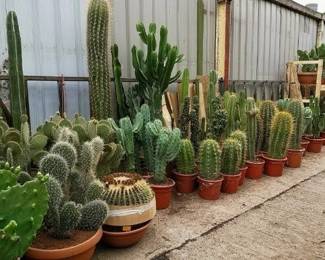 Cactus many different sizes 